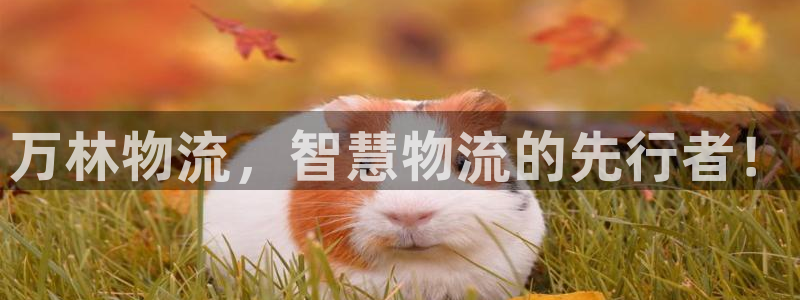 狗子28p扣除是什么意思：万林物流，