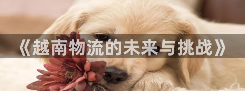 狗子28不给提现：《越南物流的未来与